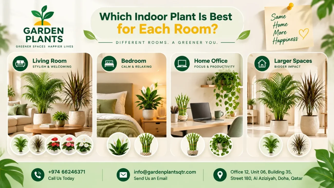 Indoor plants for each room in Qatar featuring Bamboo Palm and Dracaena Marginata for living rooms, Peace Lily for bedrooms, Lucky Bamboo and Epipremnum Hanging for home offices, with Garden Plants Qatar branding and contact details for home plant selection.