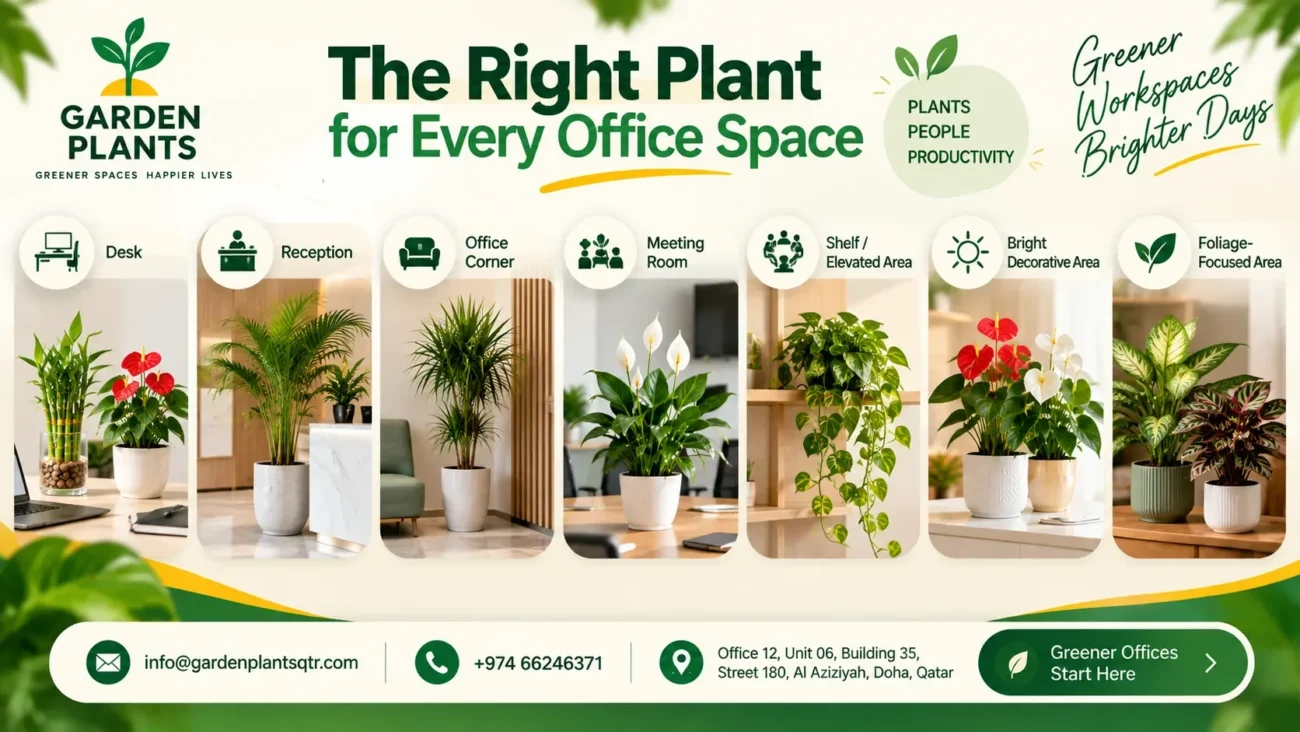 Office plant placement guide showing suitable greenery for desks, reception areas, office corners, meeting rooms, shelves, bright decorative spaces, and foliage-focused areas, with Garden Plants branding, premium visuals, and Qatar contact details for offices and commercial spaces in Doha Qatar.